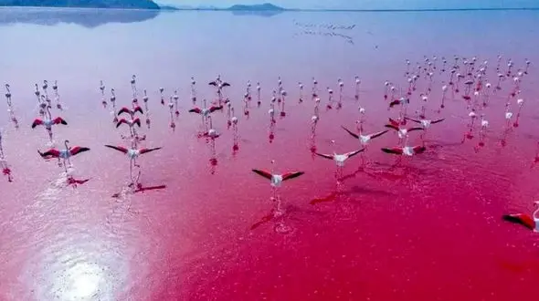 چشم‌ اندازی تماشایی؛ فلامینگوها در شاهرگ دریاچه صورتی