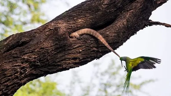 جنگ بی سابقه یک طوطی برای نجات فرزندانش از حمله دشمن + تصاویر