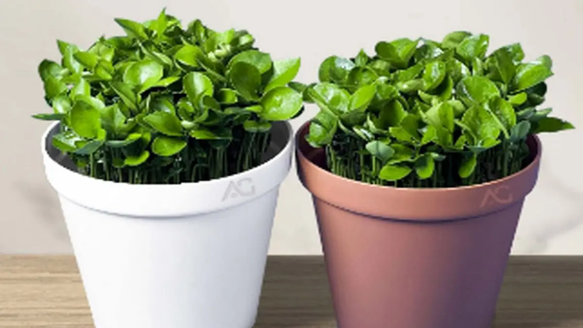 طرز کاشت سبزه نارنج