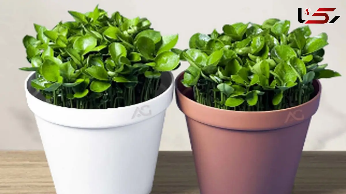 طرز کاشت سبزه نارنج / فیلم