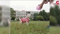 سگ دروازه بان رکورد دار گینس+فیلم