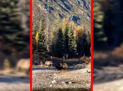 فیلم نبرد خشن دو خرس در طبیعت