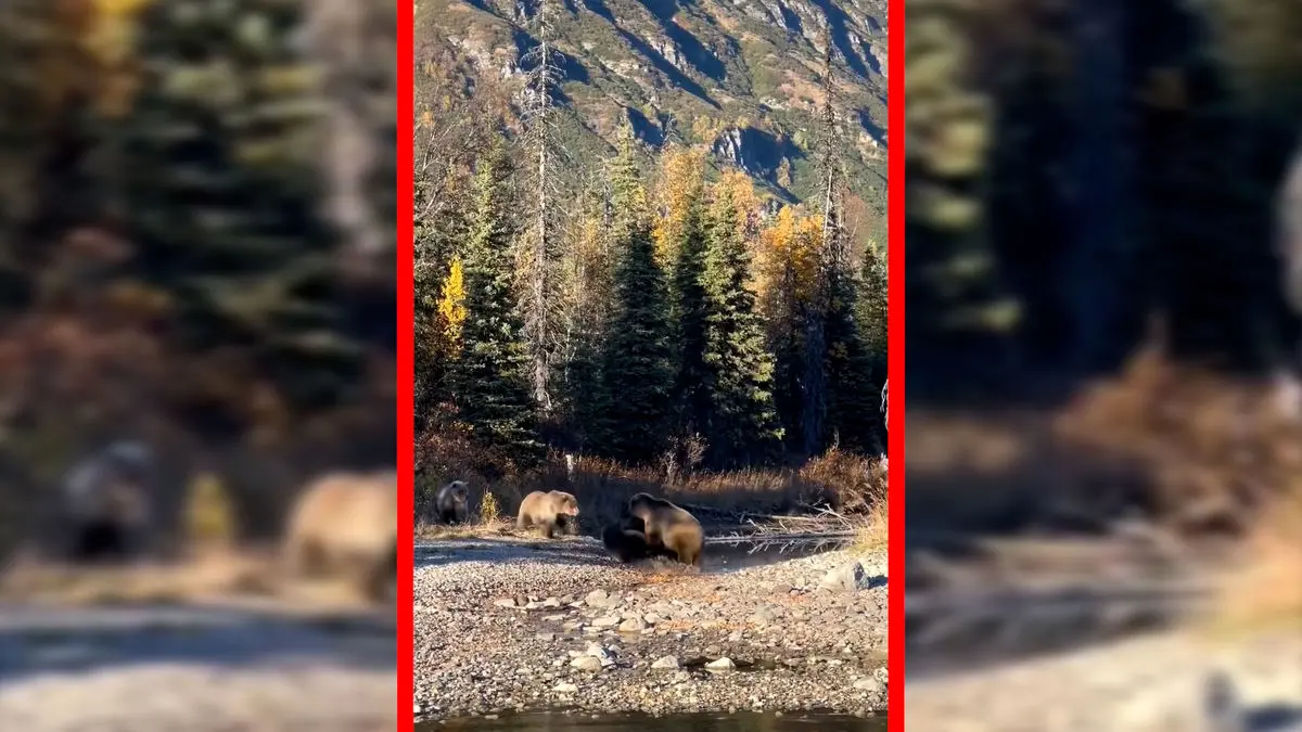 فیلم نبرد خشن دو خرس در طبیعت