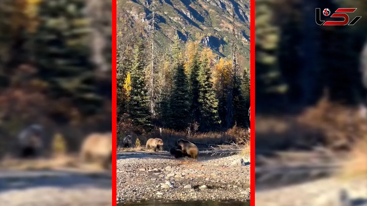 فیلم نبرد خشن دو خرس در طبیعت