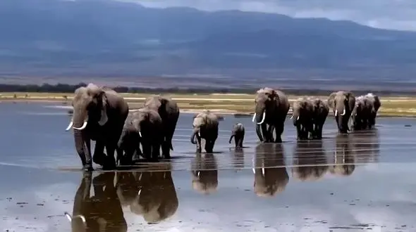 فیلم / یک روز معمولی در سافاری آفریقا!   