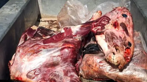 دسیسه توزیع گوشت اسب در بازار و قصابی های آبادان