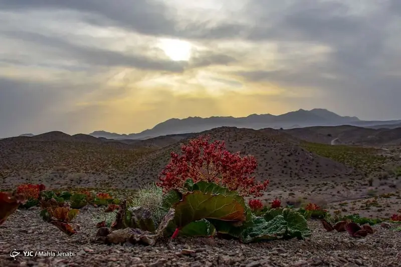 دشت زیبای ریواس 15