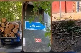 میراث اره‌برقی در بهار پایتخت/ قطع پر تعداد درختان در منطقه ۳ به بهانه آفت زدگی و خشکیدگی در فصل طراوت/  سوءمدیریت بر روند نگهداشت تنفس‌گاه‌های تهران + فیلم