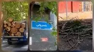 میراث اره‌برقی در بهار پایتخت/ قطع پر تعداد درختان در منطقه ۳ به بهانه آفت زدگی و خشکیدگی در فصل طراوت/  سوءمدیریت بر روند نگهداشت تنفس‌گاه‌های تهران + فیلم