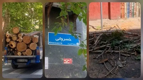 میراث اره‌برقی در بهار پایتخت/ قطع پر تعداد درختان در منطقه ۳ به بهانه آفت زدگی و خشکیدگی در فصل طراوت/  سوءمدیریت بر روند نگهداشت تنفس‌گاه‌های تهران + فیلم