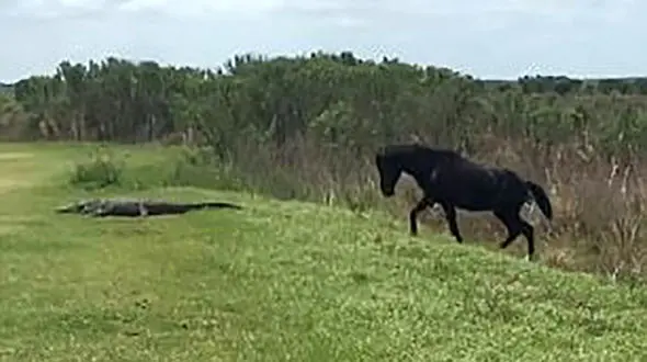 عکس های جالب از حمله اسب وحشی به یک تمساح  خبرساز شد 