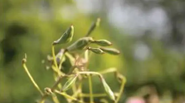  گلی که منفجر می‌شود     