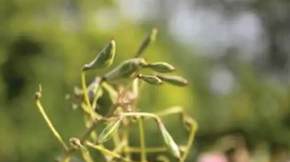  گلی که منفجر می‌شود     
