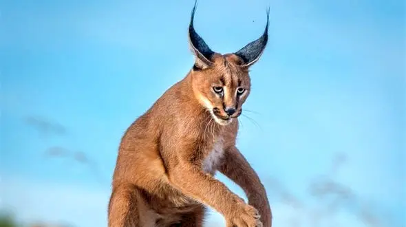 تصادفات جاده‌ای عامل انقراض کاراکال ایرانی 