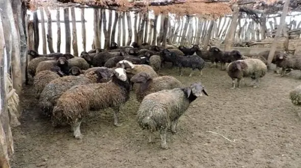 حمله پلنگ به گله چوپان خوزستانی / وحشت چوپان از نفس های پلنگ 