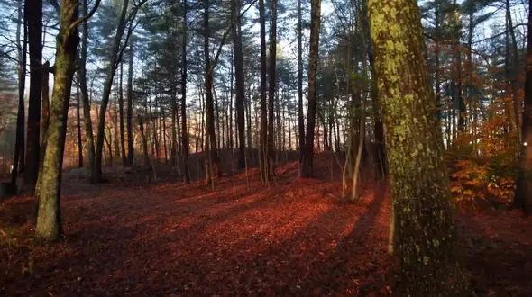 نماهنگ پاییز با صدای محمد معتمدی + فیلم 