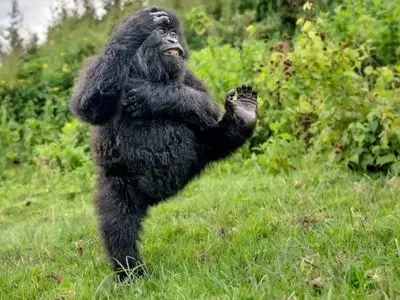 مسابقه عکاسی کمدی حیات‌ وحش؛ گوریلی که دل‌ ها را برد! / عکس