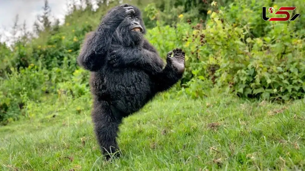 مسابقه عکاسی کمدی حیات‌ وحش؛ گوریلی که دل‌ ها را برد! / عکس