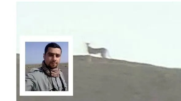 خبر خوش از یوز ایرانی/ بهنود: دو یوز آسیایی پس از سال‌ها در زیستگاه جنوبی رؤیت شدند/ نشانه‌ای از یک جمعیت مستقل   + فیلم و عکس