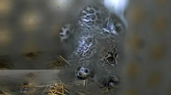 هشدار جدی در پردیسان؛ شیوع ویروس مرگبار گربه‌سانان