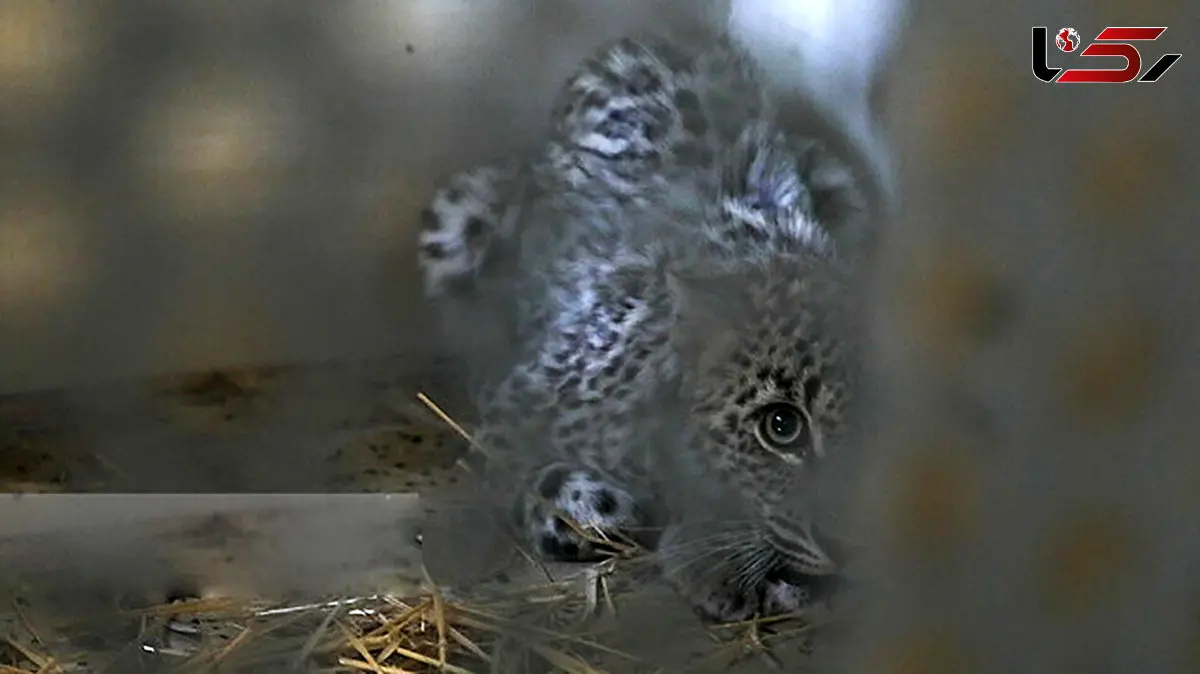 هشدار جدی در پردیسان؛ شیوع ویروس مرگبار گربه‌سانان