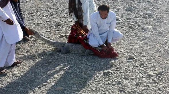  در ایران رخ داد / تمساح سرگردان همه را به وحشت انداخت! +عکس
