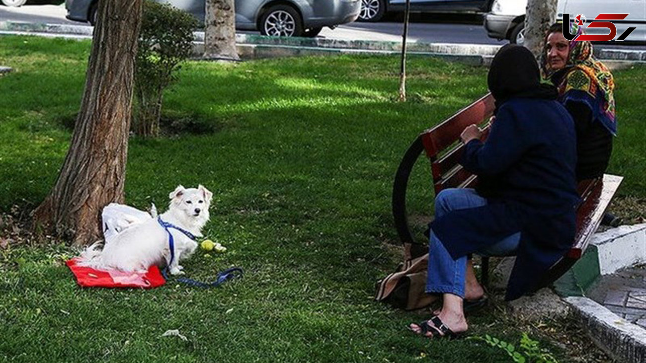 تاکید دادستان استان البرز بر تشدید برخورد با پدیده ی سگ  گردانی