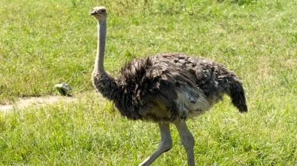 حیوانی با چشمان درشت و مغز کوچک+عکس