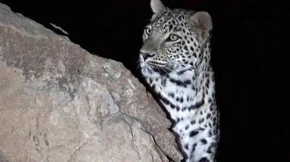 آخرین وضعیت وخیم پلنگ زنده گیری شده در مرز ترکمنستان+ جزئیات