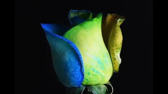 گل رز رنگی چطور درست می شود؟ + فیلم
