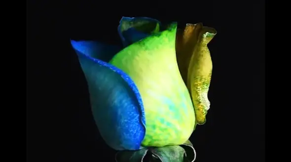 گل رز رنگی چطور درست می شود؟ + فیلم
