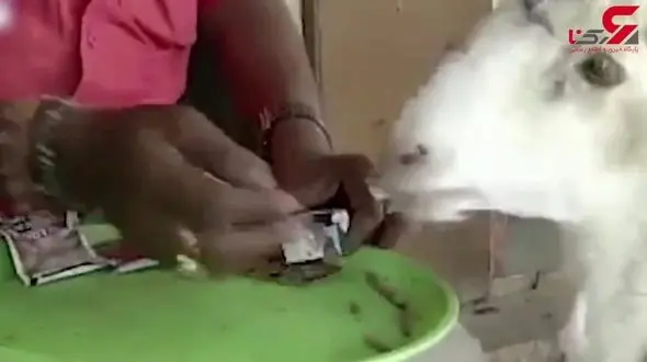 این گوسفند به سیگار اعتیاد دارد!+ فیلم جالب