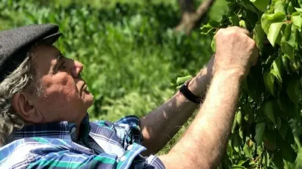 ماجرای عجیب محمدرضا شجریان در یک روستا! +عکس