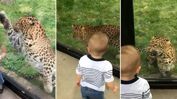 فیلم لحظه بازی مرگبار کودک نترس با پلنگ گرسنه + عکس