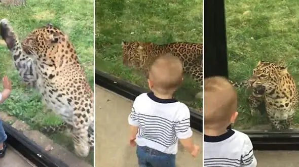 فیلم لحظه بازی مرگبار کودک نترس با پلنگ گرسنه + عکس