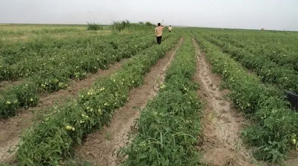 آغاز کشت گوجه فرنگی در مزارع کشاورزی شهرستان البرز