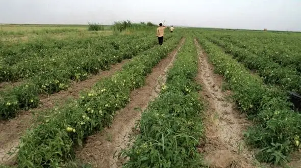 آغاز کشت گوجه فرنگی در مزارع کشاورزی شهرستان البرز
