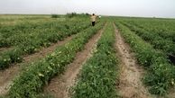 آغاز کشت گوجه فرنگی در مزارع کشاورزی شهرستان البرز