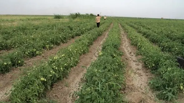 آغاز کشت گوجه فرنگی در مزارع کشاورزی شهرستان البرز