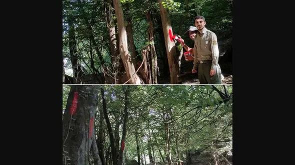 نشانه گذاری درختان و ایجاد راه رنگی در جنگل هیرکانی