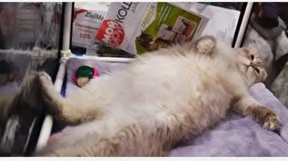 گربه چاق مانع سوار شدن صاحبش به هواپیما شد +عکس 