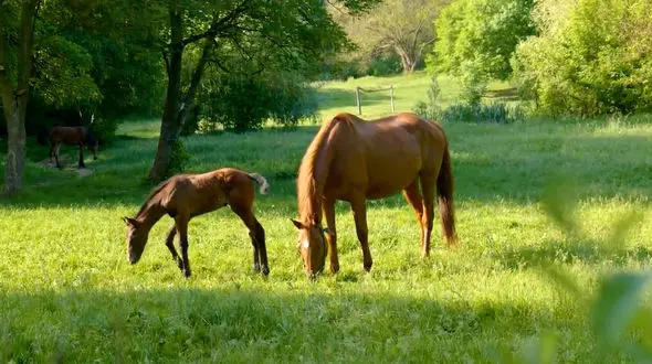 ریلکس کنید / نماهنگ بی کلام آرامش بخش + فیلم