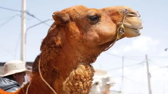 جراحی زیبایی روی شتر 