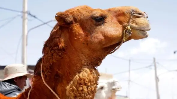 جراحی زیبایی روی شتر 