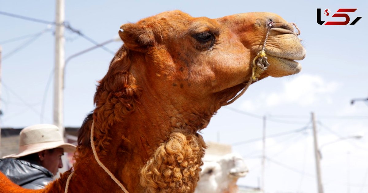 جراحی زیبایی روی شتر 