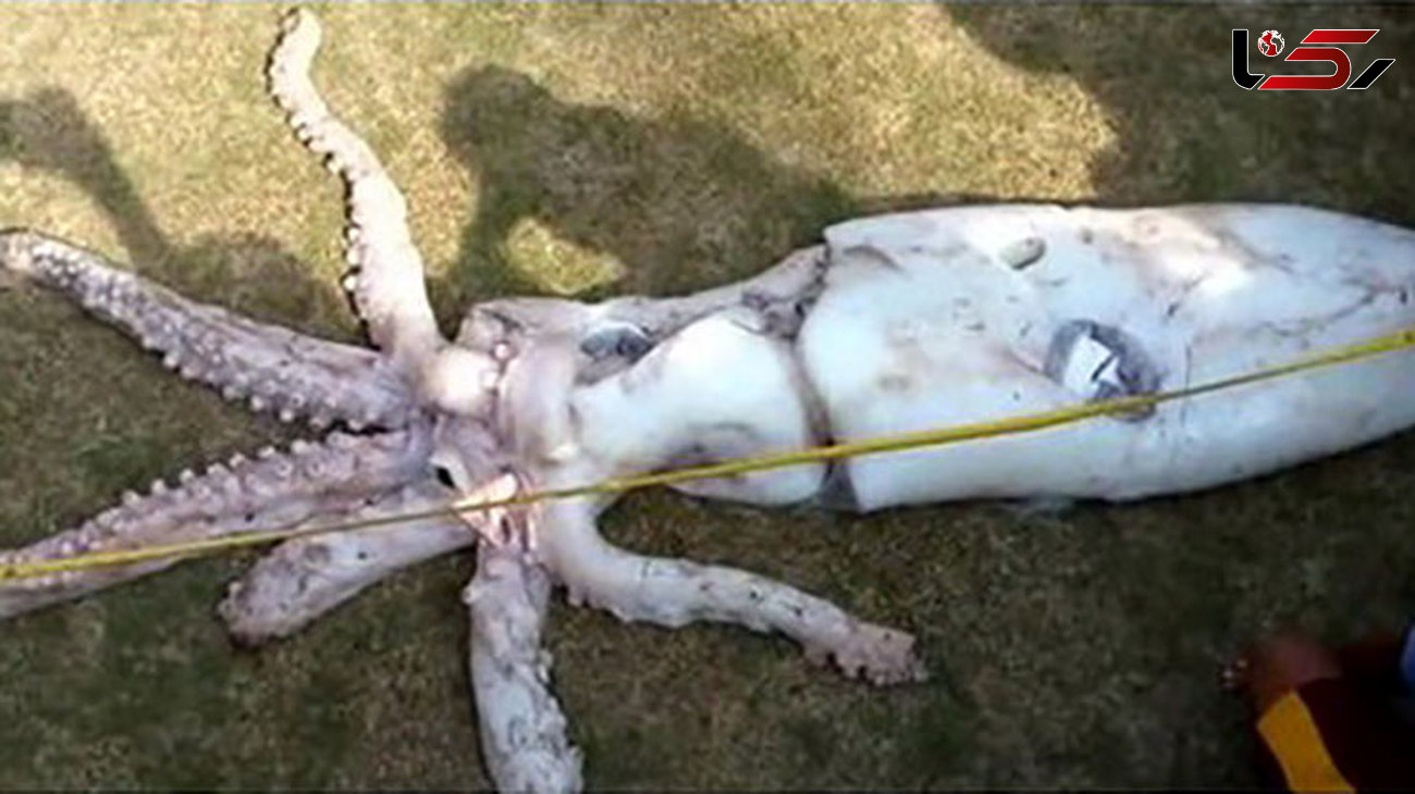 صید ماهی مرکب غول‌پیکر در آب‌های فیلیپین + عکس
