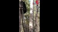 اقدام بامزه خرس چاق برای بالا رفتن از درخت+فیلم