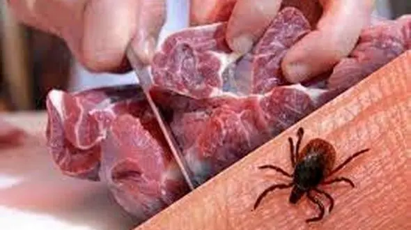 علائم اولیه تب کریمه کنگو مانند کروناست / ۱۰ مبتلا در سال گذشته جان باختند