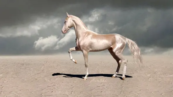 زیباترین اسب جهان+تصویر