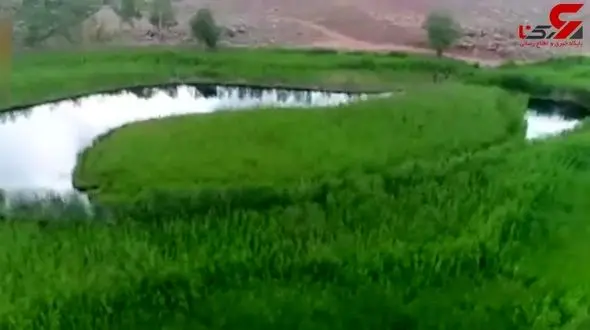 طبیعتی اعجاب انگیز که توسط چمن‌های متحرک ایجاد شده است + فیلم 